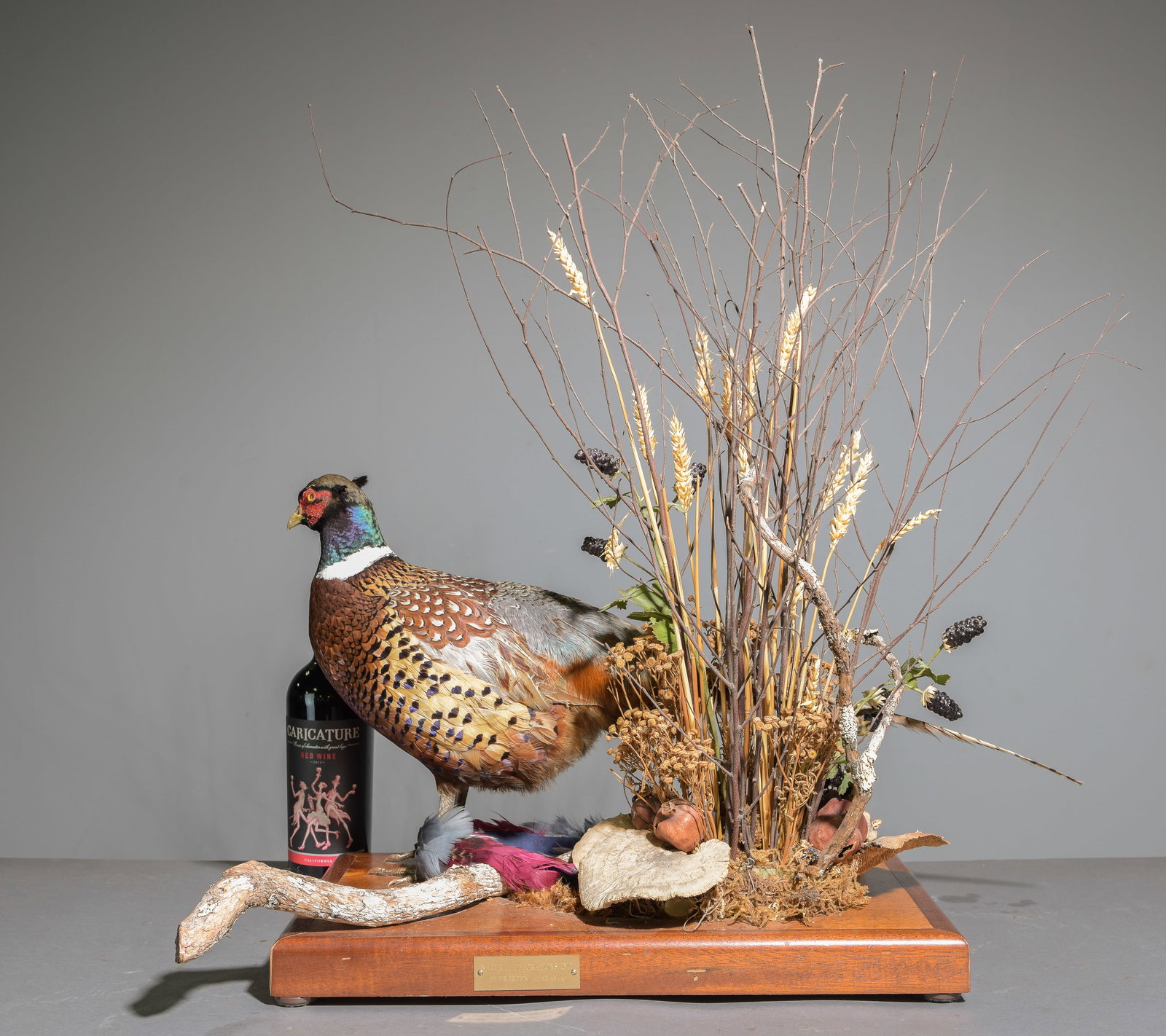 Taxidermy Ringneck Pheasant - Natural Decoration Inc. (1 of 5)