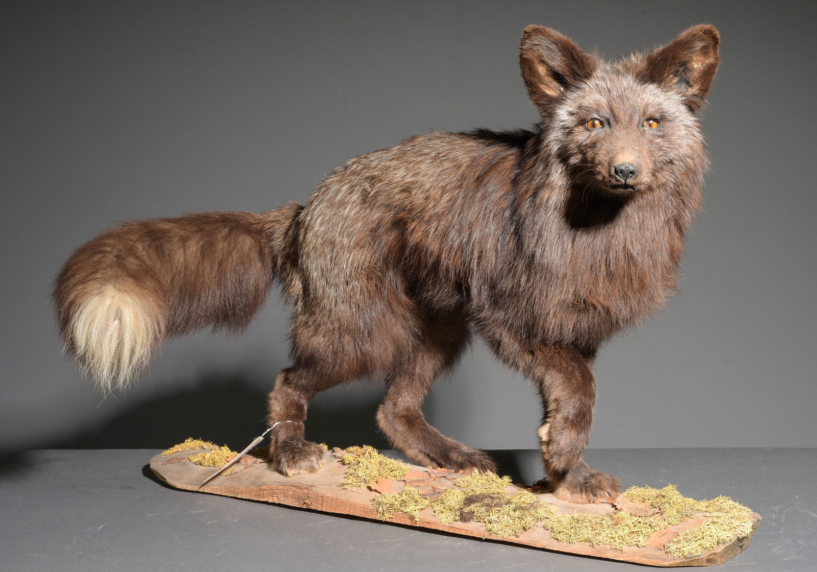 Silver Fox Walking Taxidermy Auction