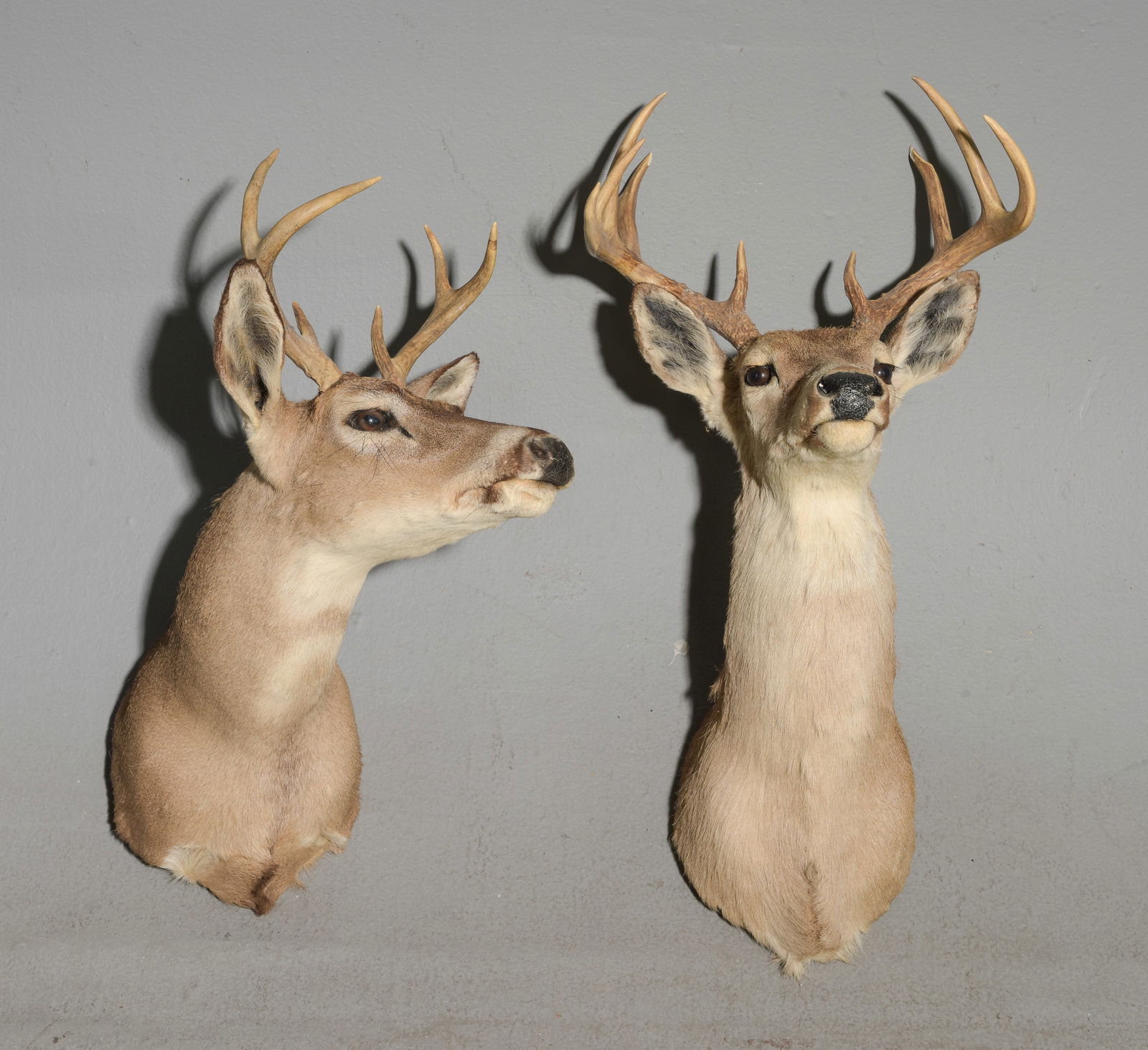 Taxidermy - 2 White Tail Deer Shoulder Mounts (1 of 5)