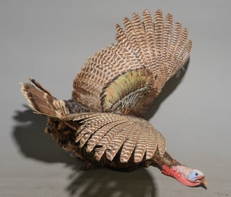 Taxidermy Turkey in Flight