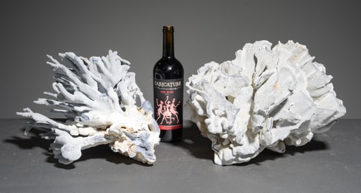 2pcs of Coral Fragments