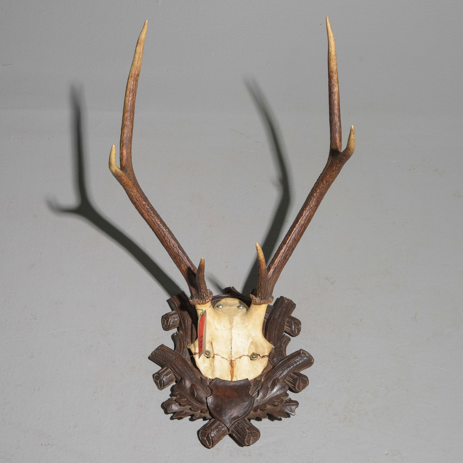 6 Point Stag Antler Mount on Oak Board (1 of 4)
