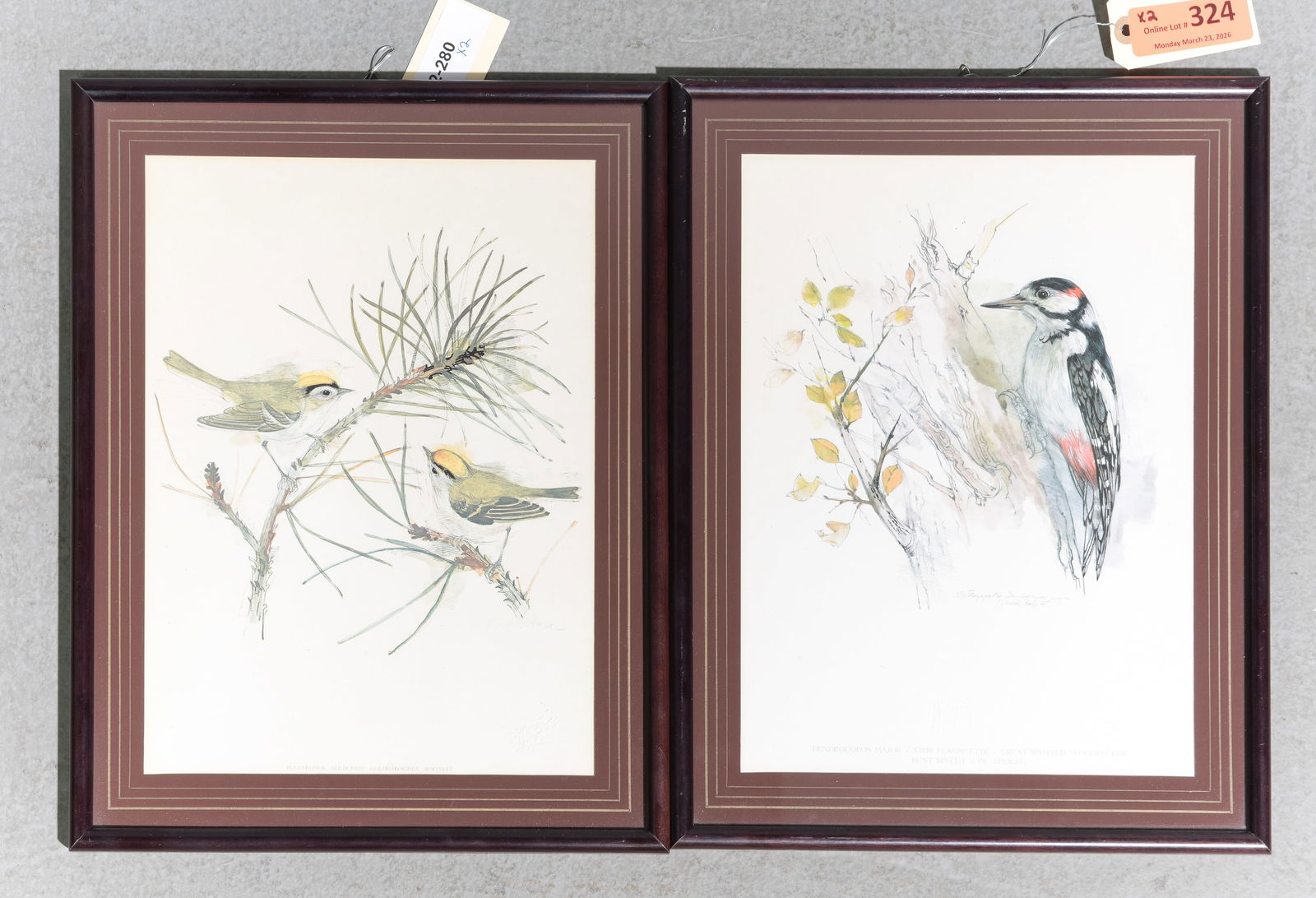 2 Framed Bird Engraving Prints: 2 Framed Bird Engraving Prints - Yellow Crested and Wood Pecker - 16.5 in tall x 12.5 x 1 each