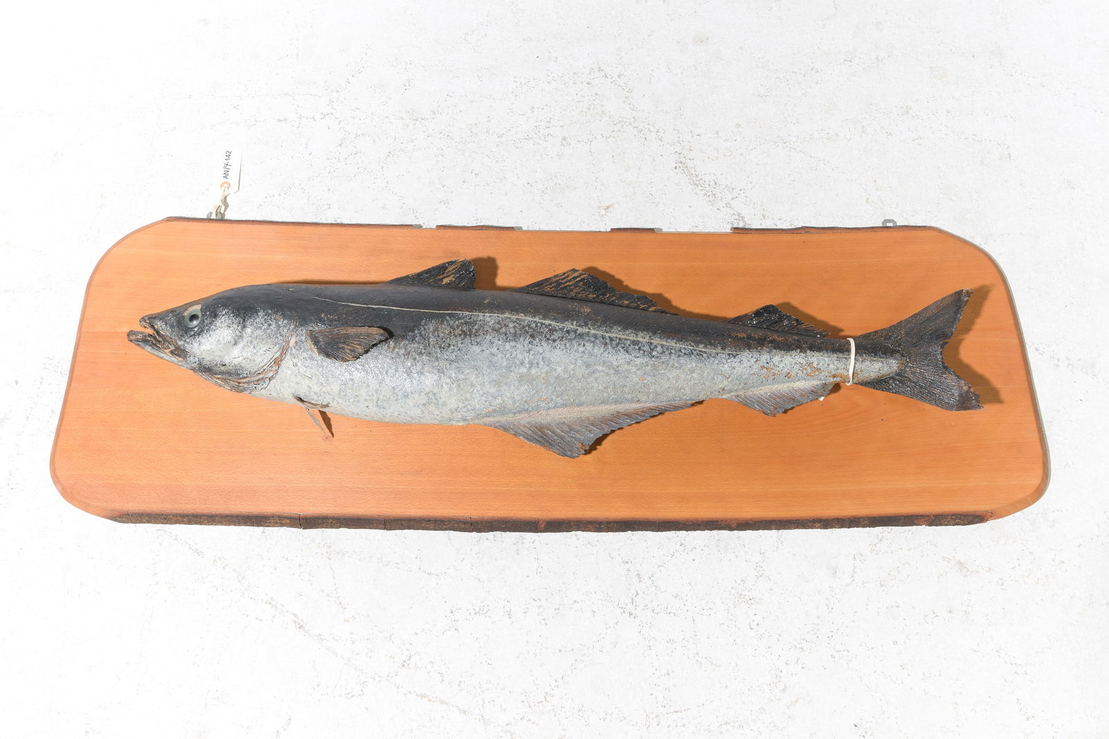 Model Fish Mount on Wood Board: Model Fish Mount on Wood Board - 18 in tall x 53.5 x 7 - This is not a real fish