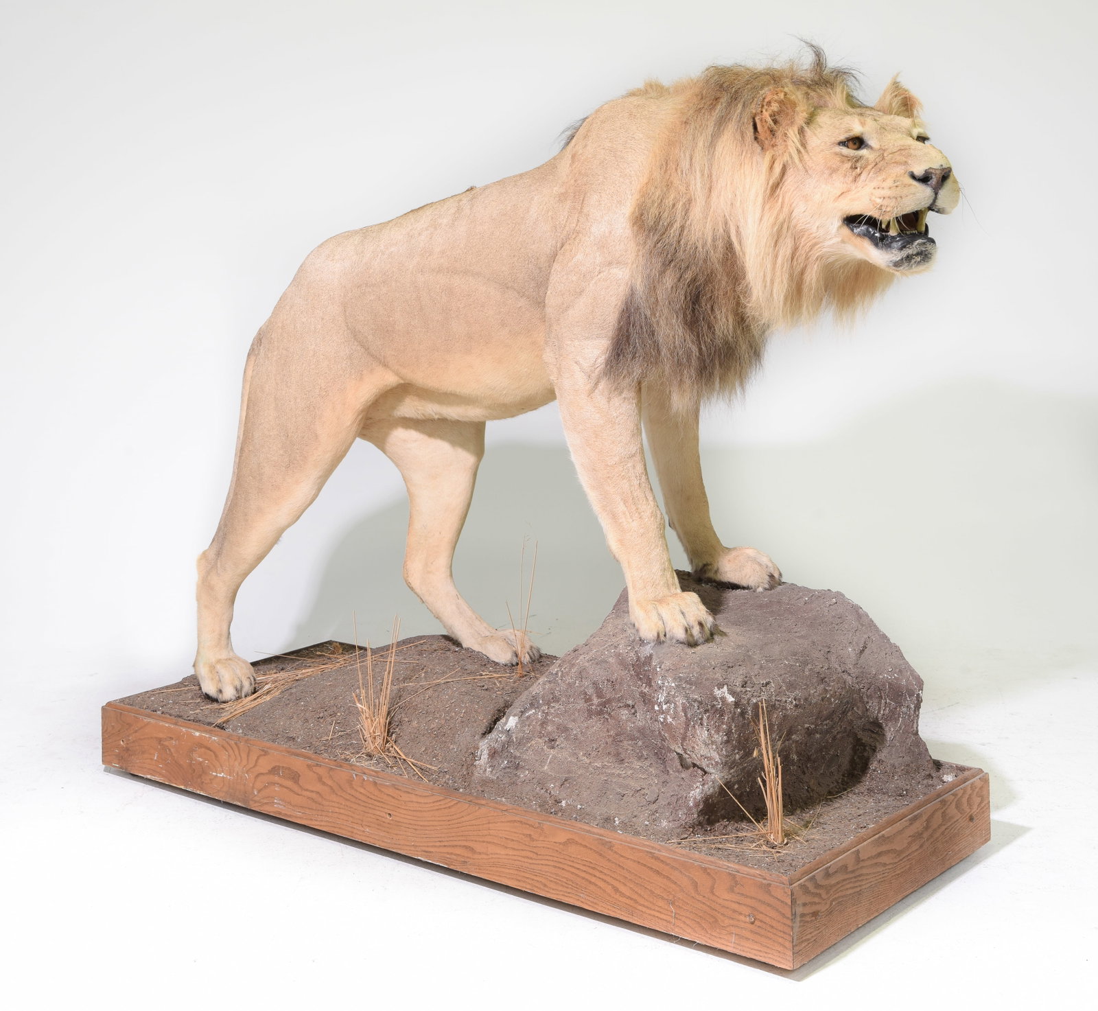 Taxidermy Lion - Full Mount on a Nature Themed Base: Taxidermy Male Lion, likely African - Full Mount on a Nature Themed Base. Provenance : From a central Texas antique / home decor store. THIS LOT CAN ONLY BE SOLD TO A TEXAS RESIDENT & MAY NOT BE