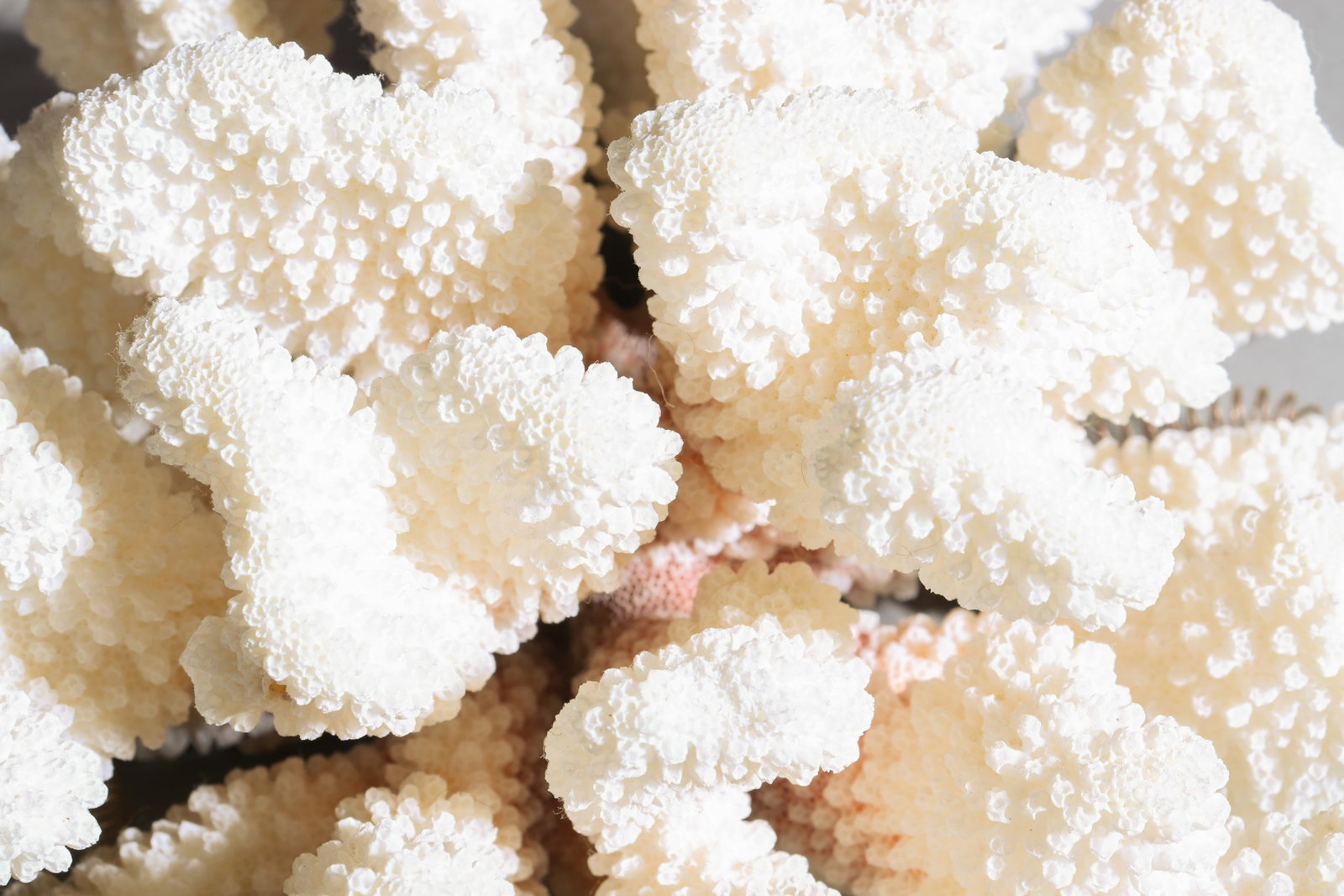 2pcs White Cauliflower Coral Clusters - 4