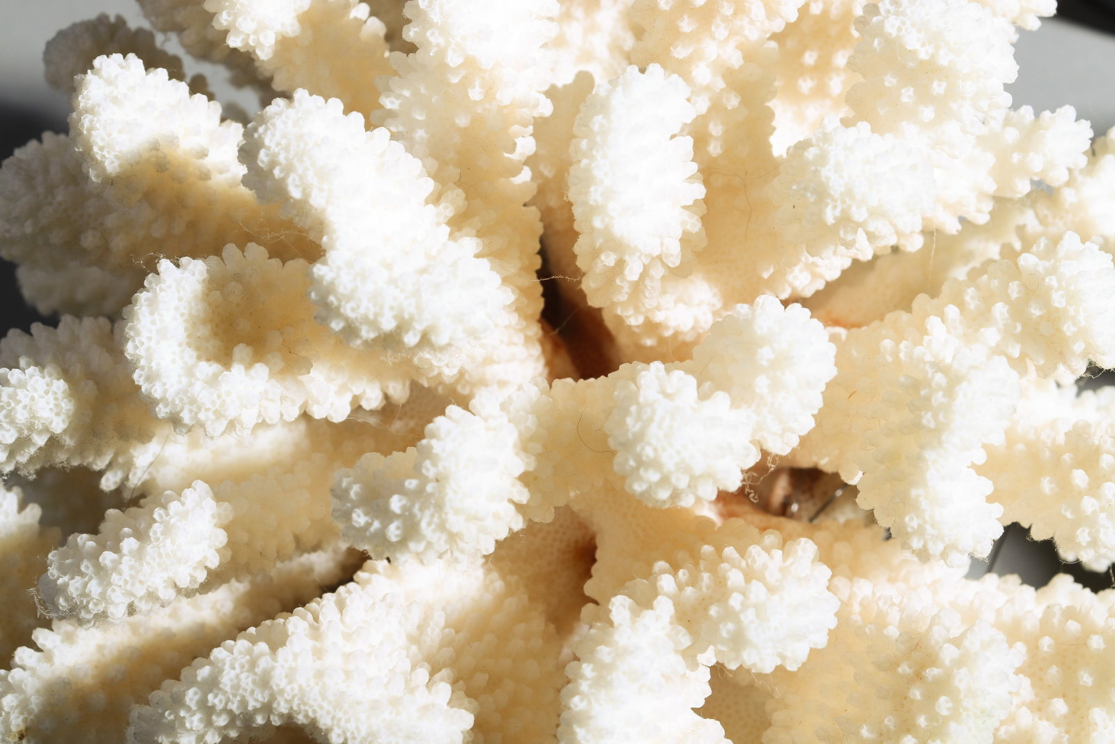 2pcs White Cauliflower Coral Clusters - 5