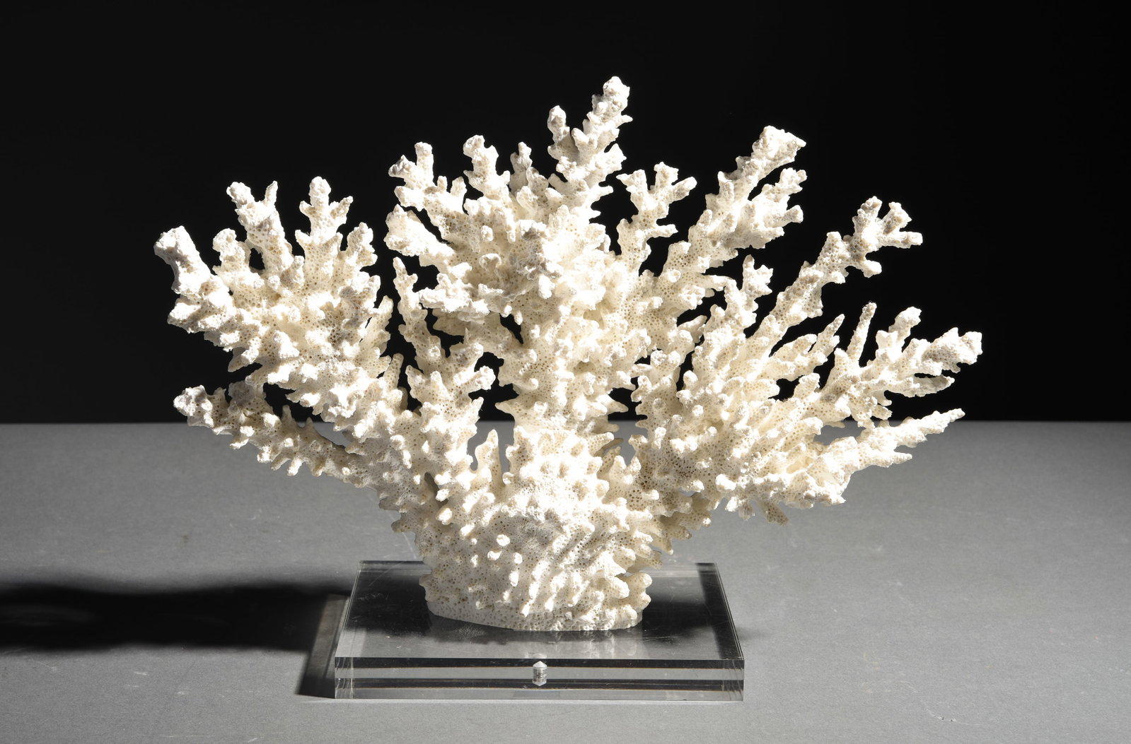 Coral Fragment on Acrylic Base: Coral Fragment on Acrylic Base - 11 in tall x 14 x 5.25