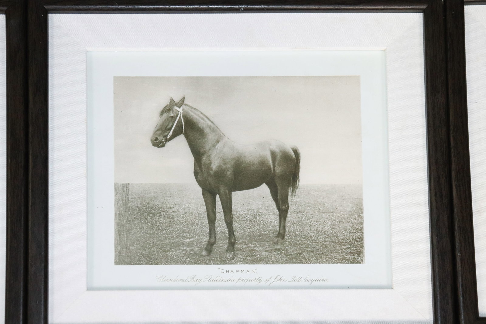 9 Assorted Equestrian Framed Prints - 3