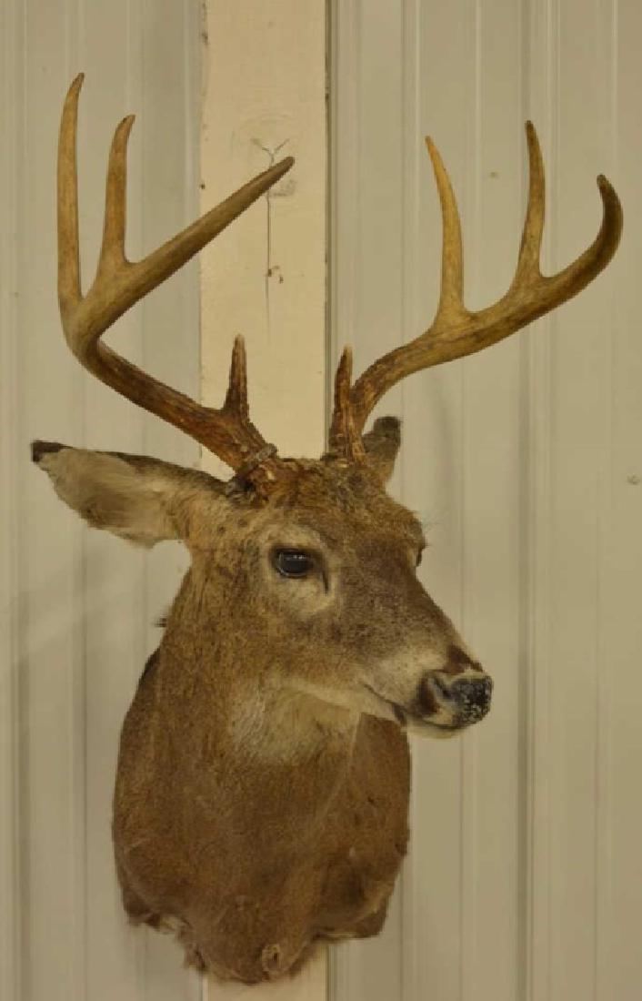 8-Point Whitetail Deer Shoulder Mount: Very nice 8-Point Whitetail Deer shoulder mount. The longest tine measures 7-1/4" long. The mount measures 19"-3/4 across at the antlers and overall 37" tall. Has Ohio tag.