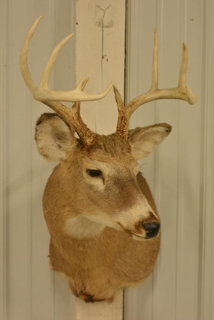 10-Point Whitetail Deer Shoulder Mount (1 of 4)