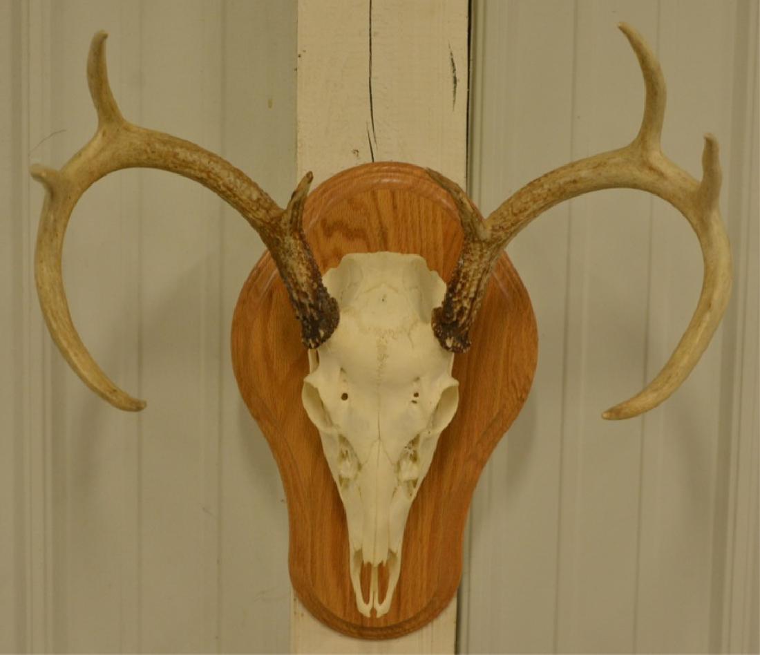 8-Point Whitetail European Skull Mount: Nice 8-Point Whitetail European skull mount. The longest tine measures 7-1/2" long. The skull measures 15-1/4" across at the antlers and overall 22-1/4" tall with the wood wall mount.