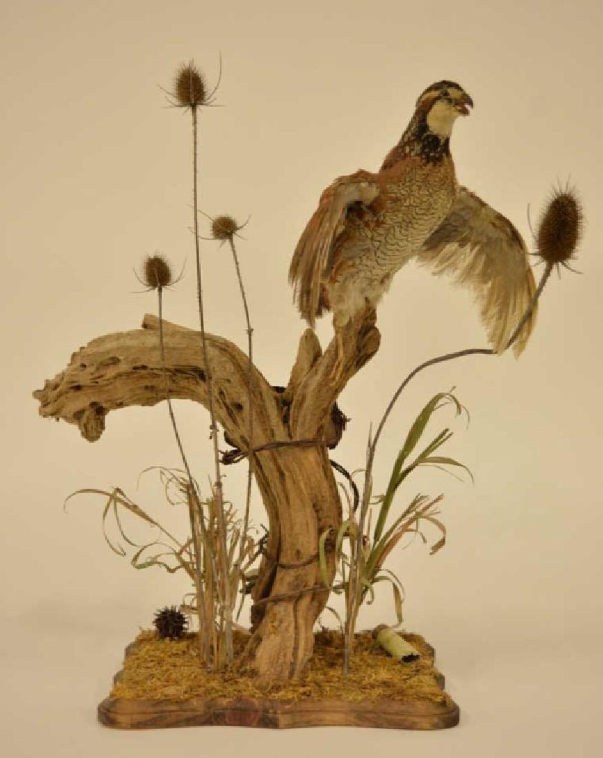 Full Body Flying Quail With Driftwood Display (1 of 3)