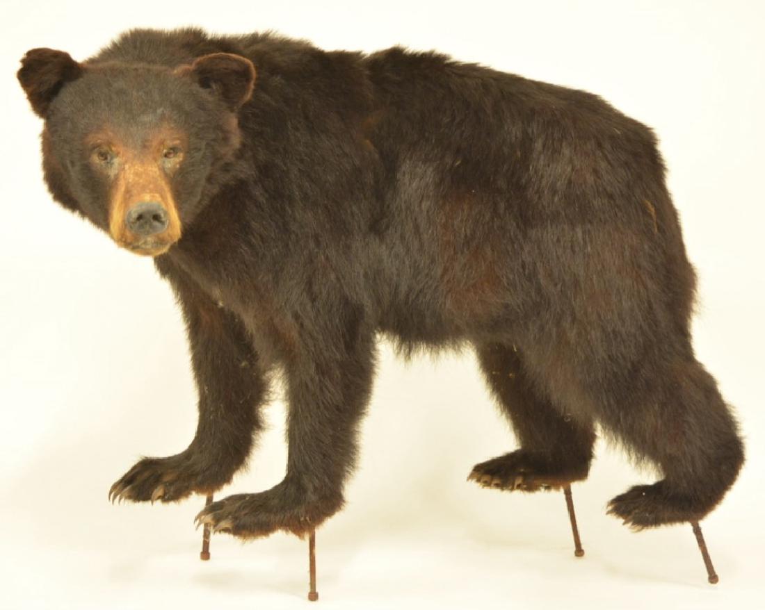Black Bear Full Body Mount (1 of 3)