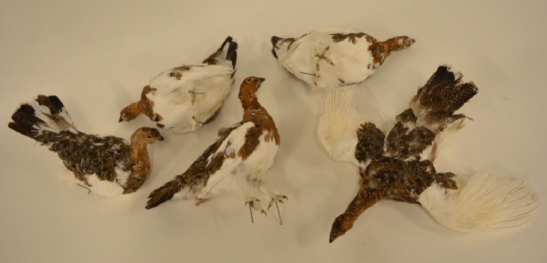 Lot Of Five Rock Ptarmigan Full Body Bird Mounts (1 of 4)