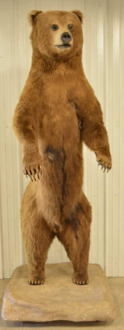 Alaskan Kodiak Bear Full Body Mount (1 of 6)