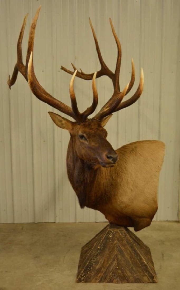 Boone & Crockett 8 X 8 Bull Elk Shoulder Mount (1 of 6)