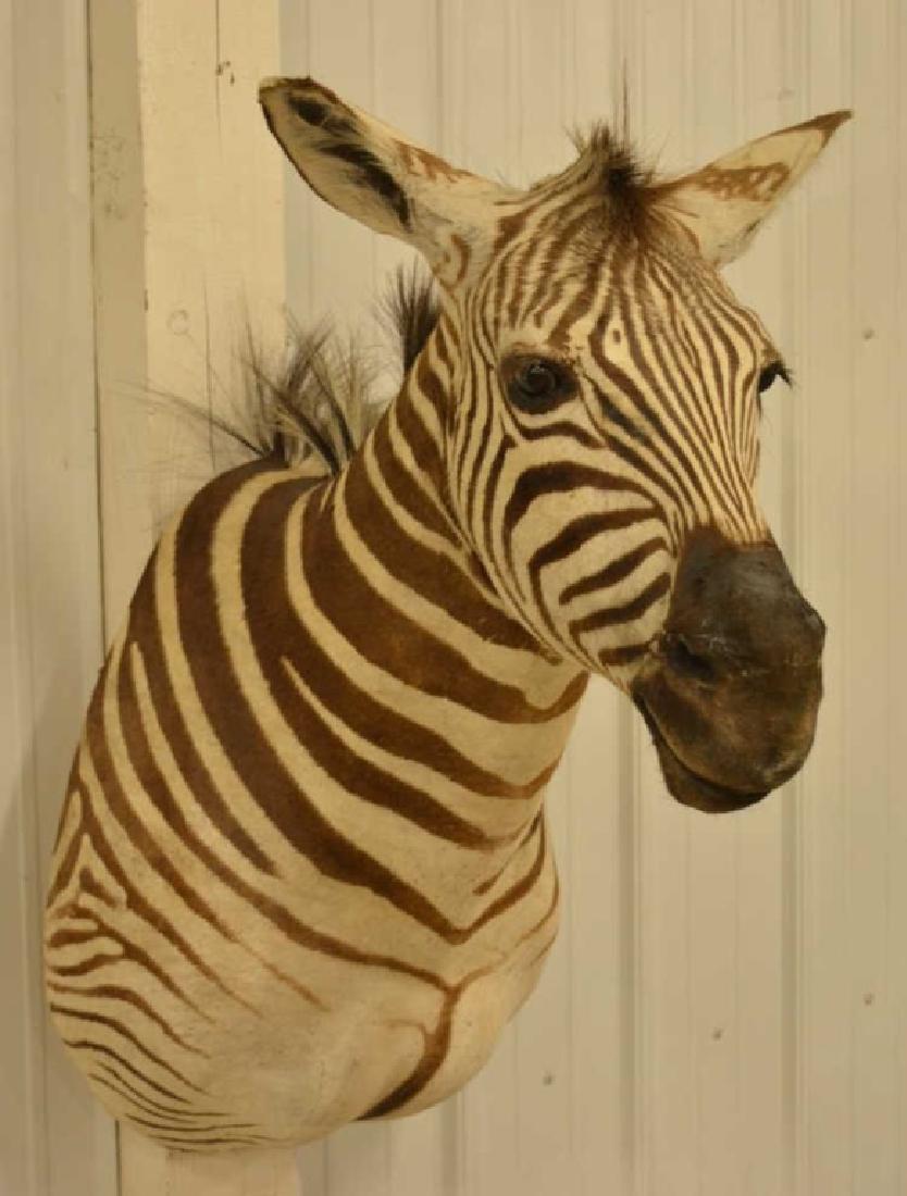 Zebra Shoulder Mount (1 of 3)