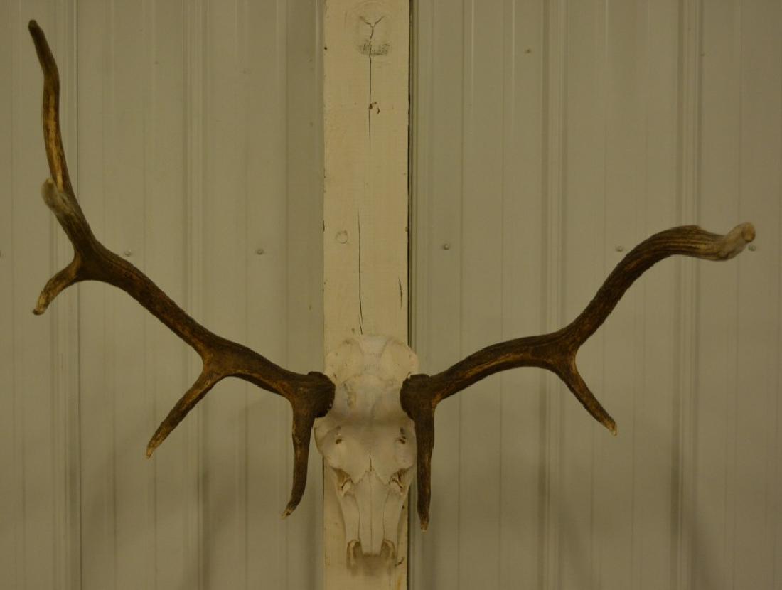 Elk European Mount (1 of 3)