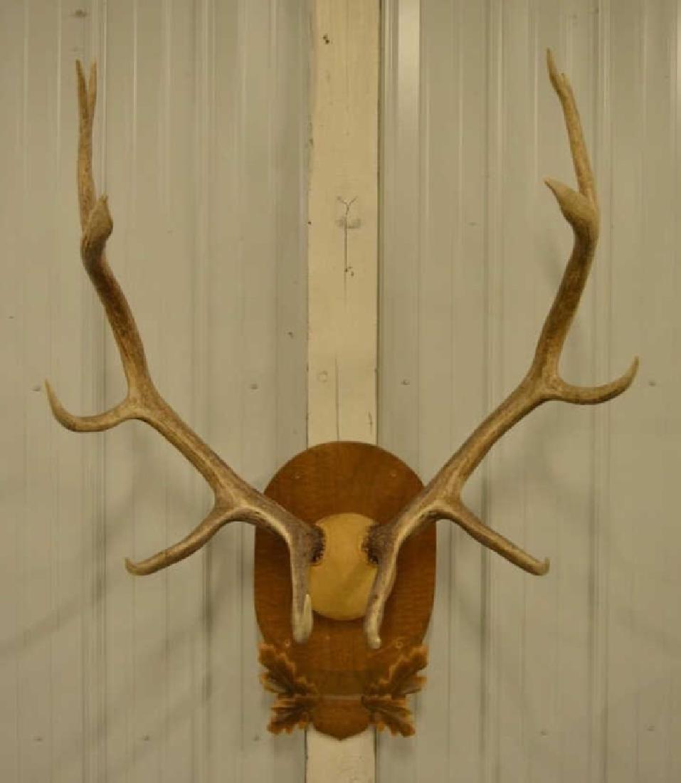Elk Antler Horn Mount On Wall Plaque (1 of 3)