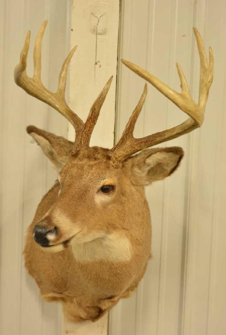 11-Point Whitetail Deer Shoulder Mount (1 of 4)