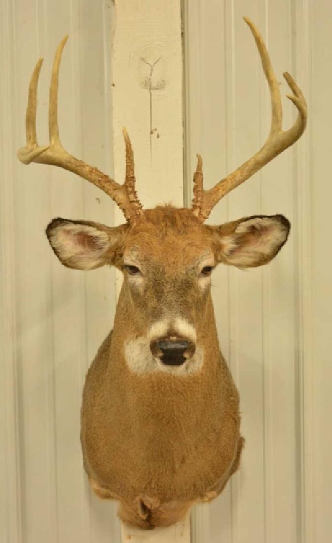 8-Point Whitetail Deer Shoulder Mount: Very nice 8-Point Whitetail Deer shoulder mount. The longest tine measures 7.5" long. The mount measures 17" across at the antlers and overall 39" tall.