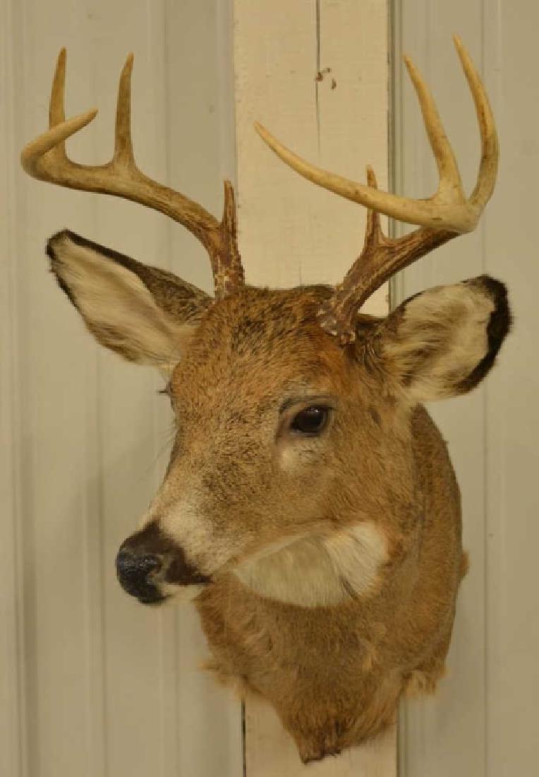8-Point Whitetail Deer Shoulder Mount: Very nice 8-Point Whitetail Deer shoulder mount. The antler span is 13.5" and the longest tine is 5.5" long. The mount measures 23" tall and 21" deep.
