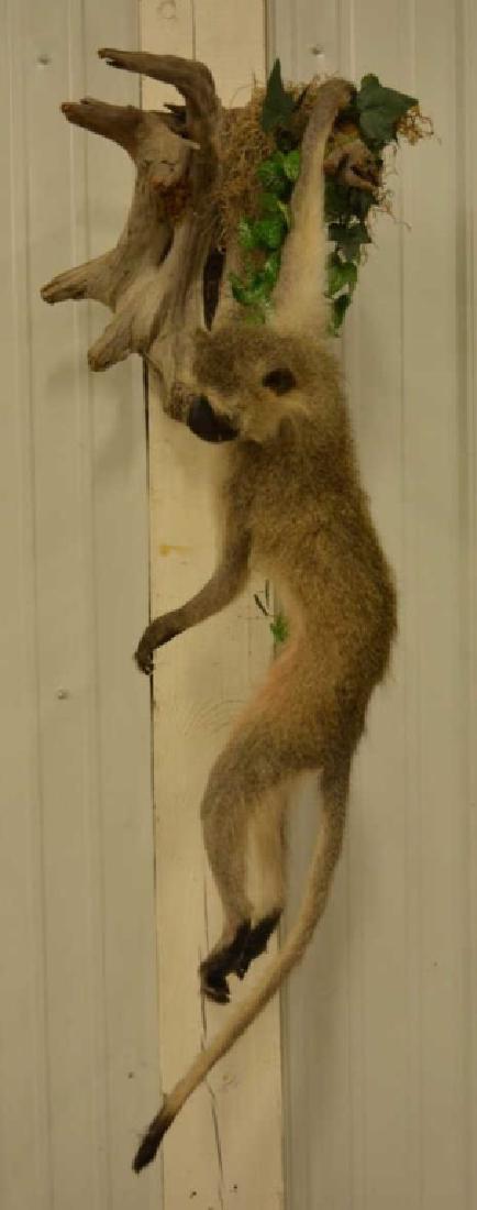 Vervet Monkey Full Body Mount Wall Display (1 of 4)