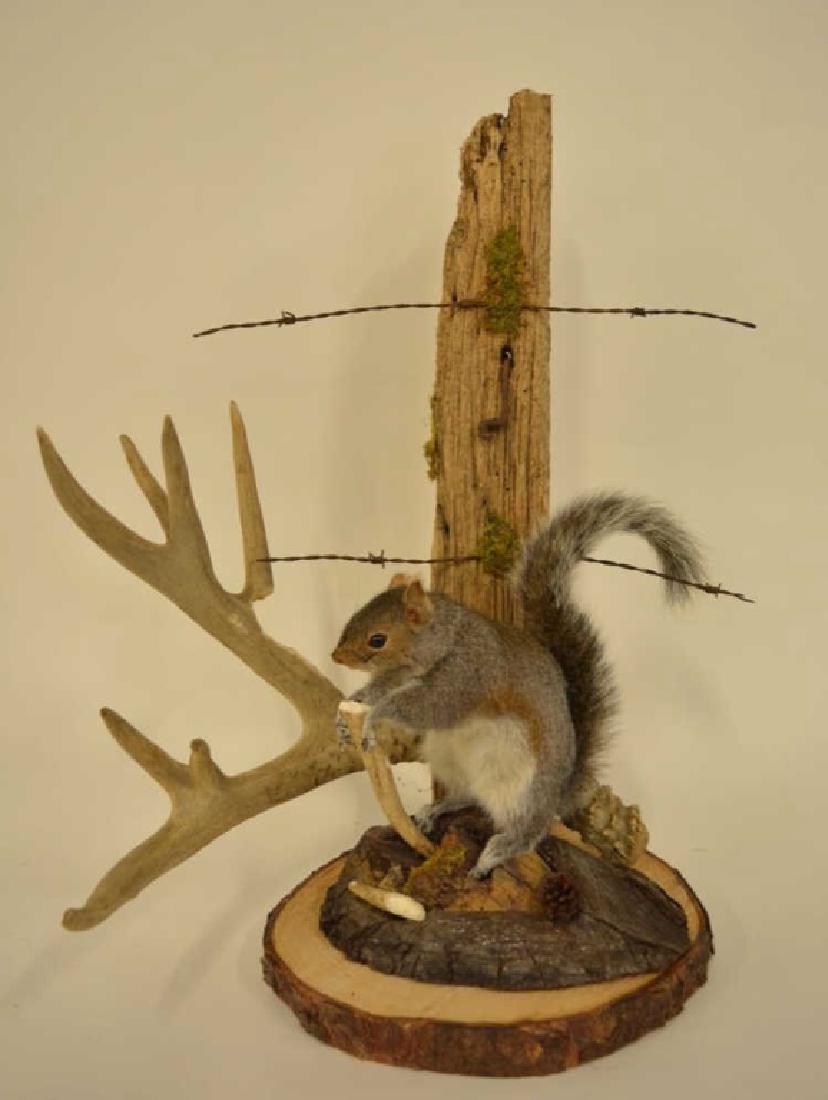 Full Body Squirrel Mount Chewing On A Deer Shed (1 of 3)