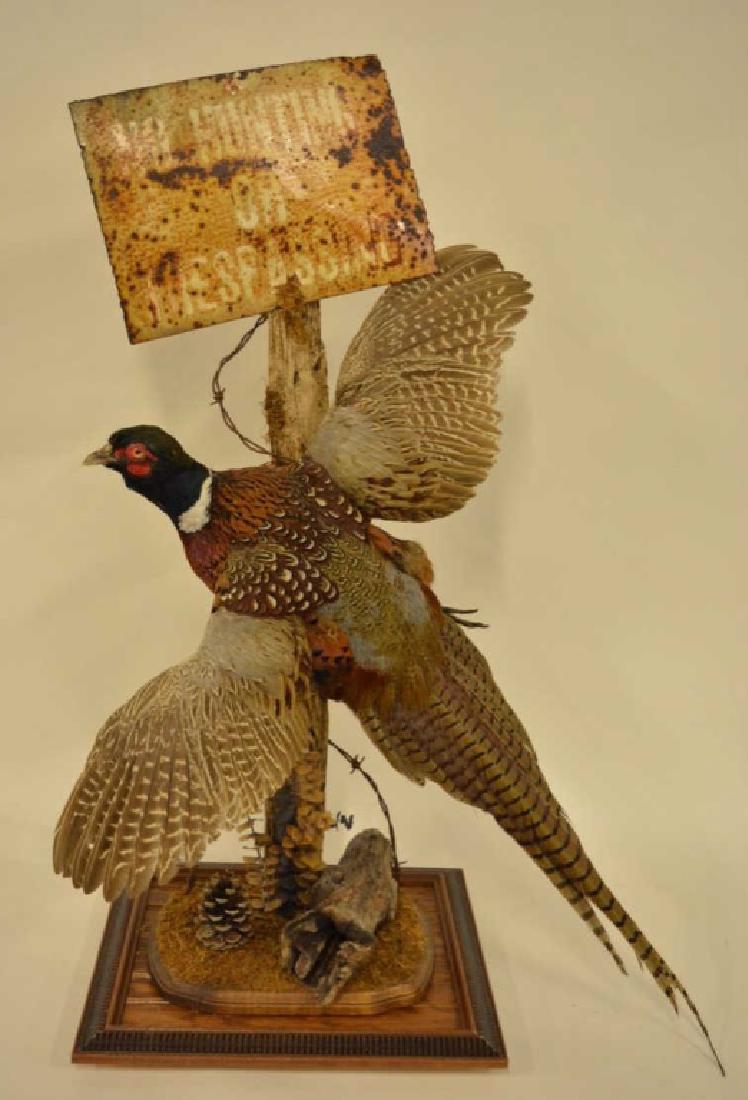 Flying Pheasant Mount Display (1 of 4)