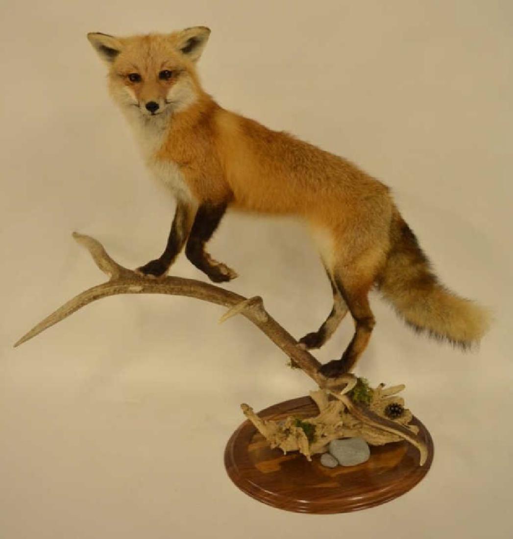 Full Body Red Fox Mount On Elk Antler Base: Nice taxidermy display featuring a full body Long Haired Red Fox mount standing on an Elk Antler base. Beautiful life size display. Overall the display measures 36" tall x 36" across x 14" deep.