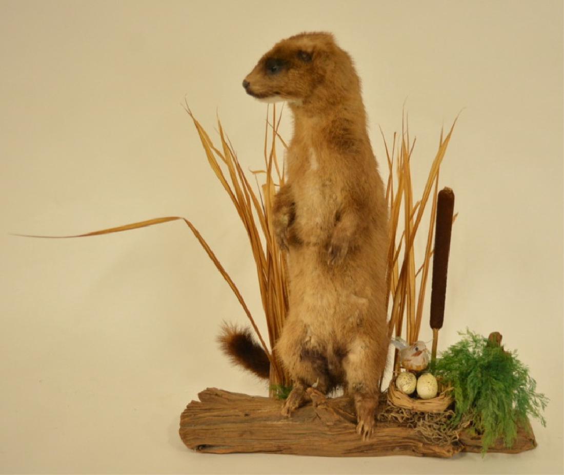 Full Body Mink Taxidermy Display (1 of 3)