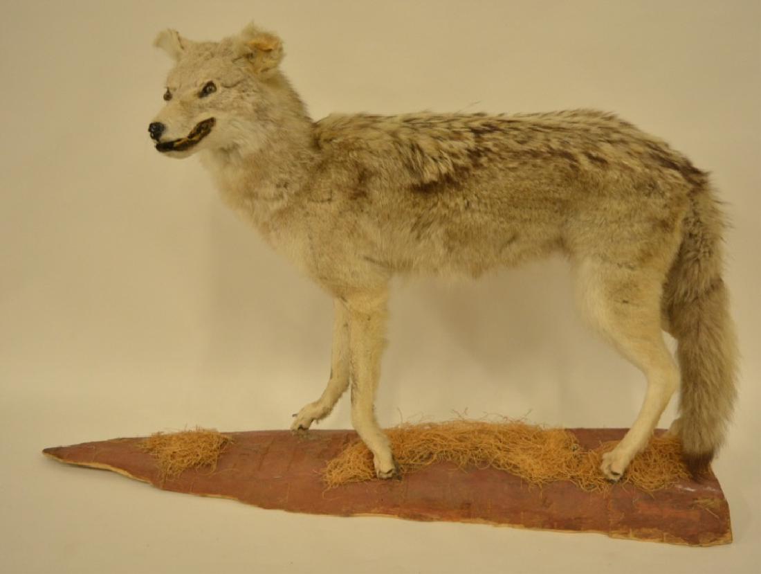 Full Body Coyote Mount On Base (1 of 3)