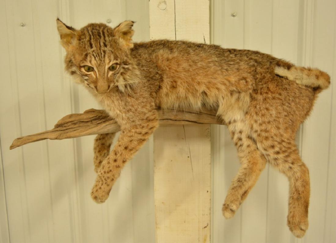 Full Body Bobcat Mount On Wall Display (1 of 4)