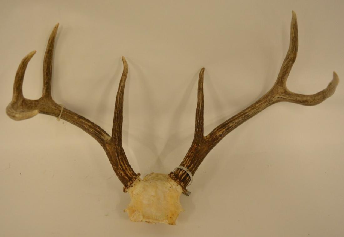 7-Point Deer Antler Skull Cap Mount (1 of 2)