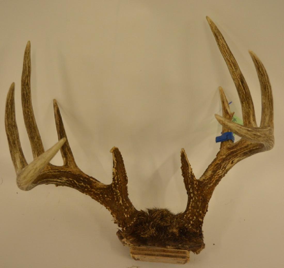 10-Point Deer Antler Skull Cap Mount (1 of 2)