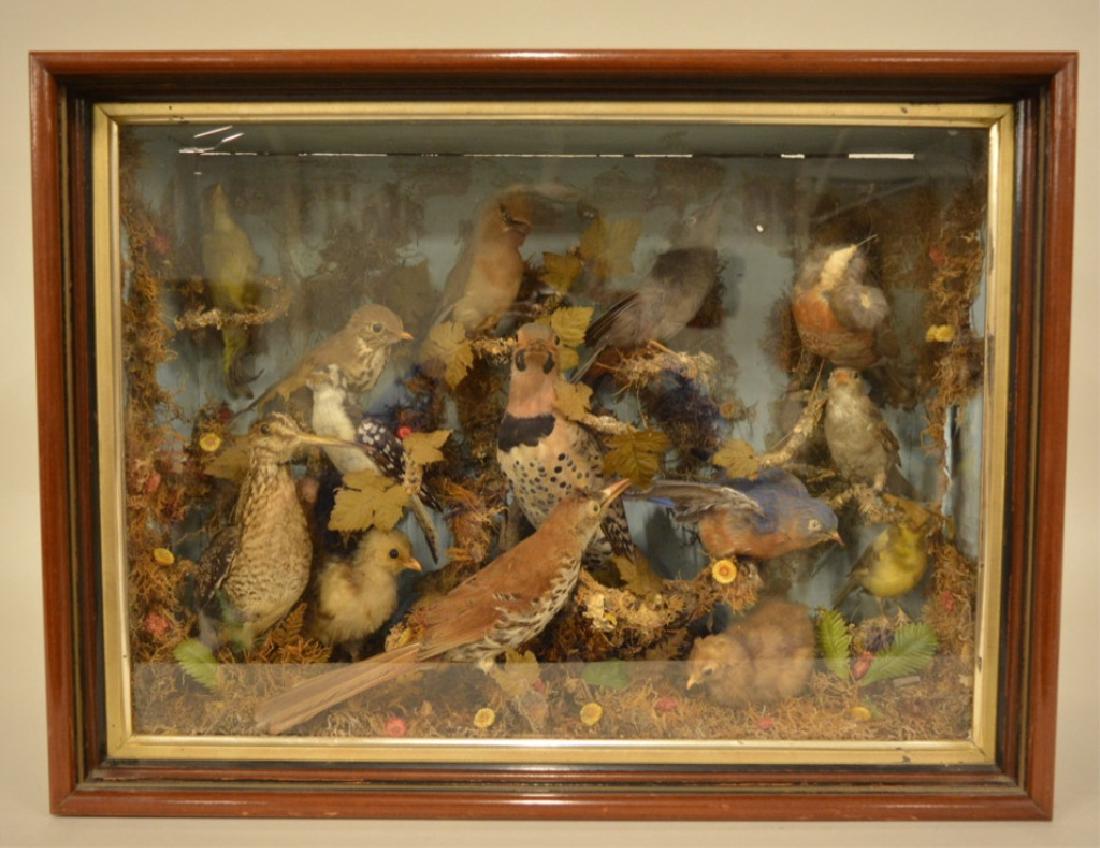 Vintage 14 Bird Taxidermy Diorama: Very nice vintage 14 bird taxidermy Diorama. Nice condition, but one bird has a head that fell off. Case measures 21.25" across x 16" x 8.5"deep.