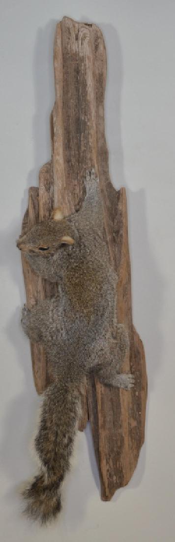 Full Body Squirrel Wall Mount On Driftwood: Nice full body squirrel on drift wood wall mount. Squirrel measures approximately 18" from head to tail. The overall display measures approximately 28" tall.