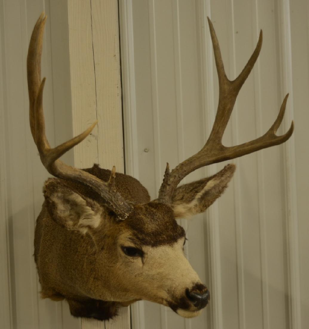 10-Point Mule Deer Shoulder Mount: Very nice 10-Point Mule Deer shoulder mount. The longest tine measures 7" long. The mount measures 23" across at the antlers and overall 34" tall.