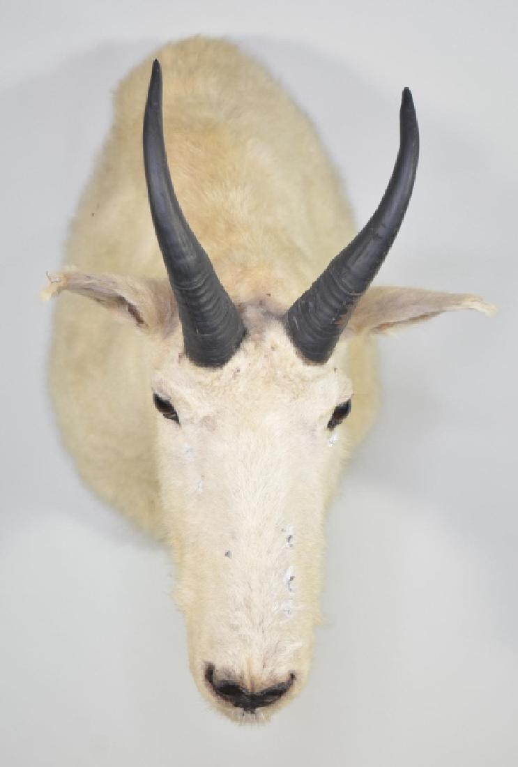 Mountain Goat Shoulder Mount: Nice taxidermy Mountain Goat shoulder mount. Good condition with wear from age. Has some fur loss on nose and under eye. . Still displays very well. Measures approximately 16" tall by 12" across by 20