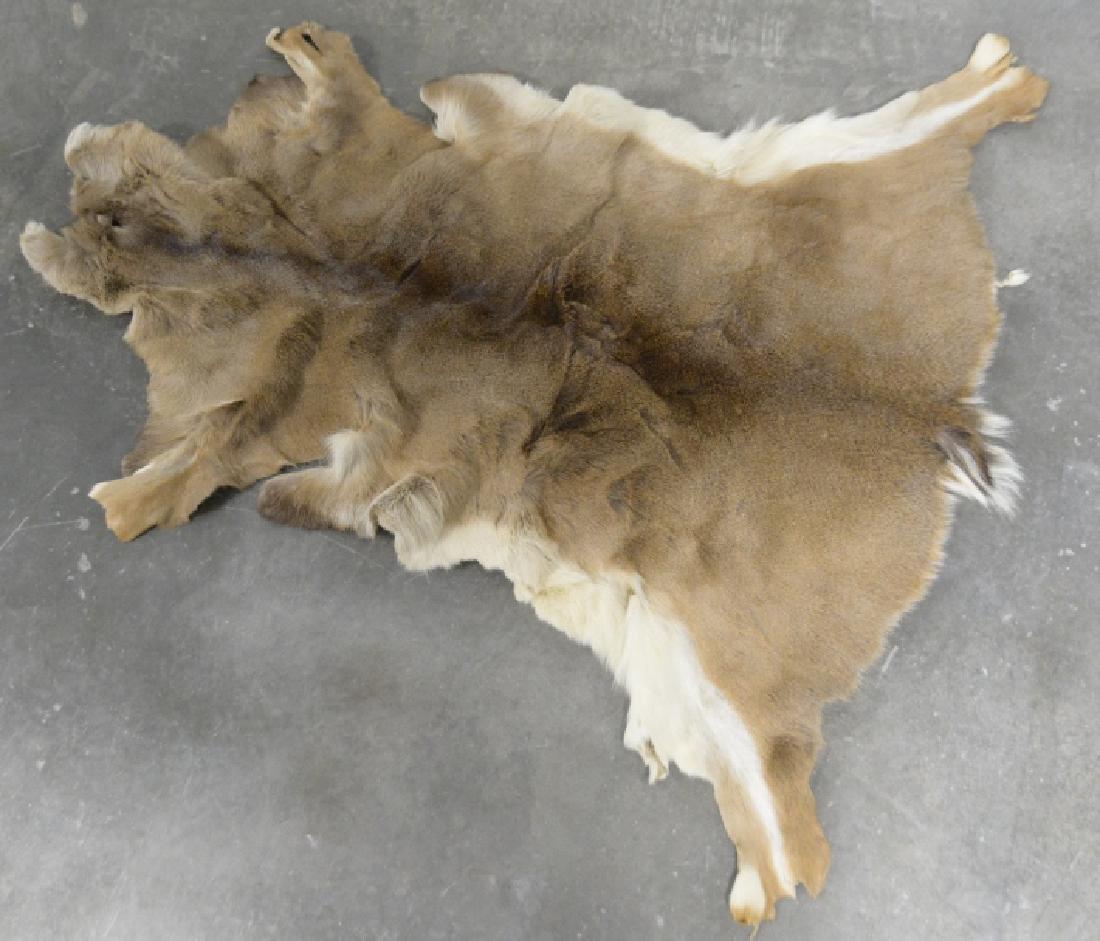 Whitetail Deer Hide