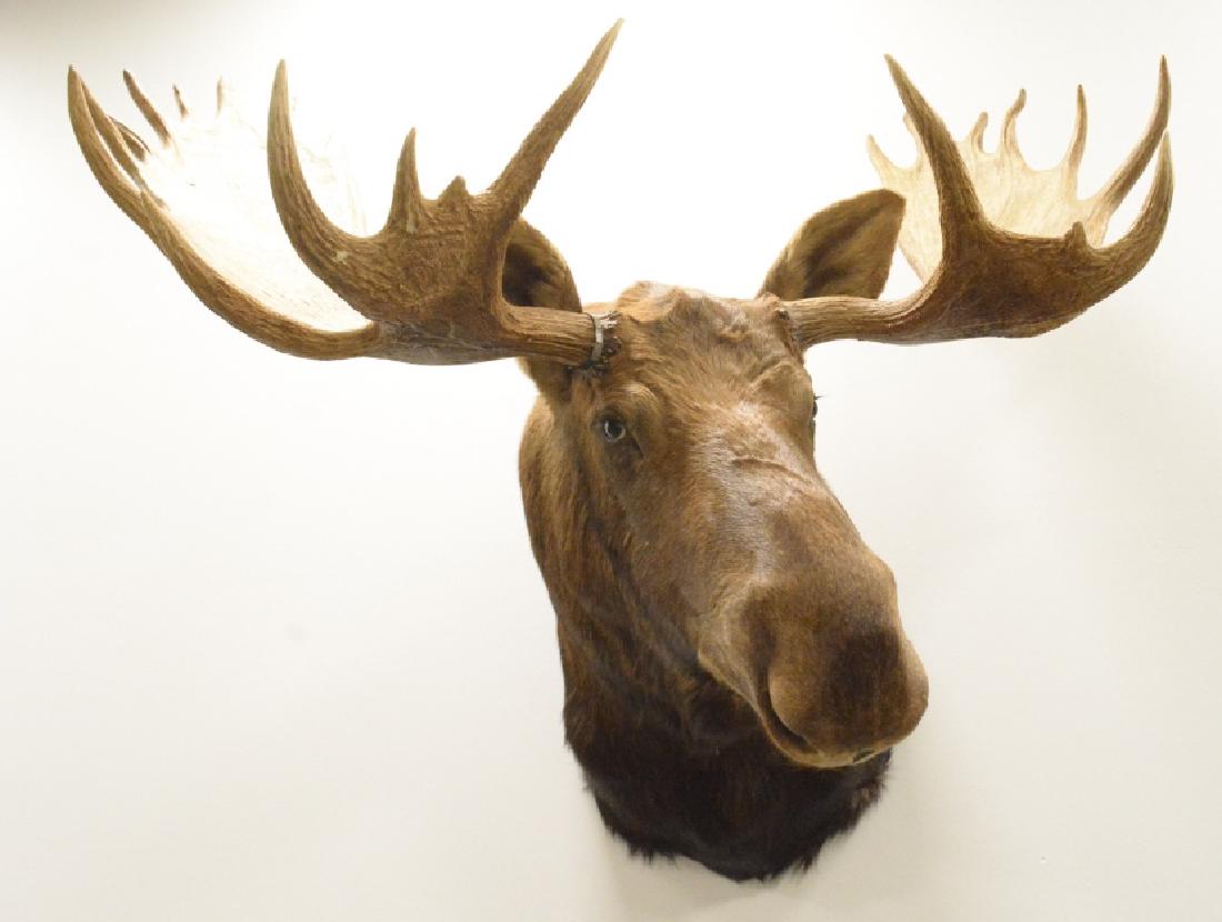 Large Alaskan Yukon Bull Moose Shoulder Mount: Very nice Alaskan yukon bull moose shoulder mount. The antler span is 57". The mount measures 47" tall and 52" deep.