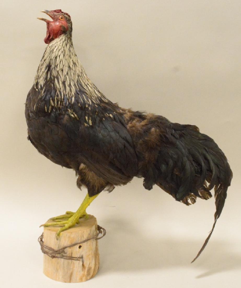 Full Body Crowing Rooster Mount: Very nice full body crowing rooster taxidermy mount on fence post top. Displays very well with barb wire accents. Measures approximately overall 24" tall by 18" across.