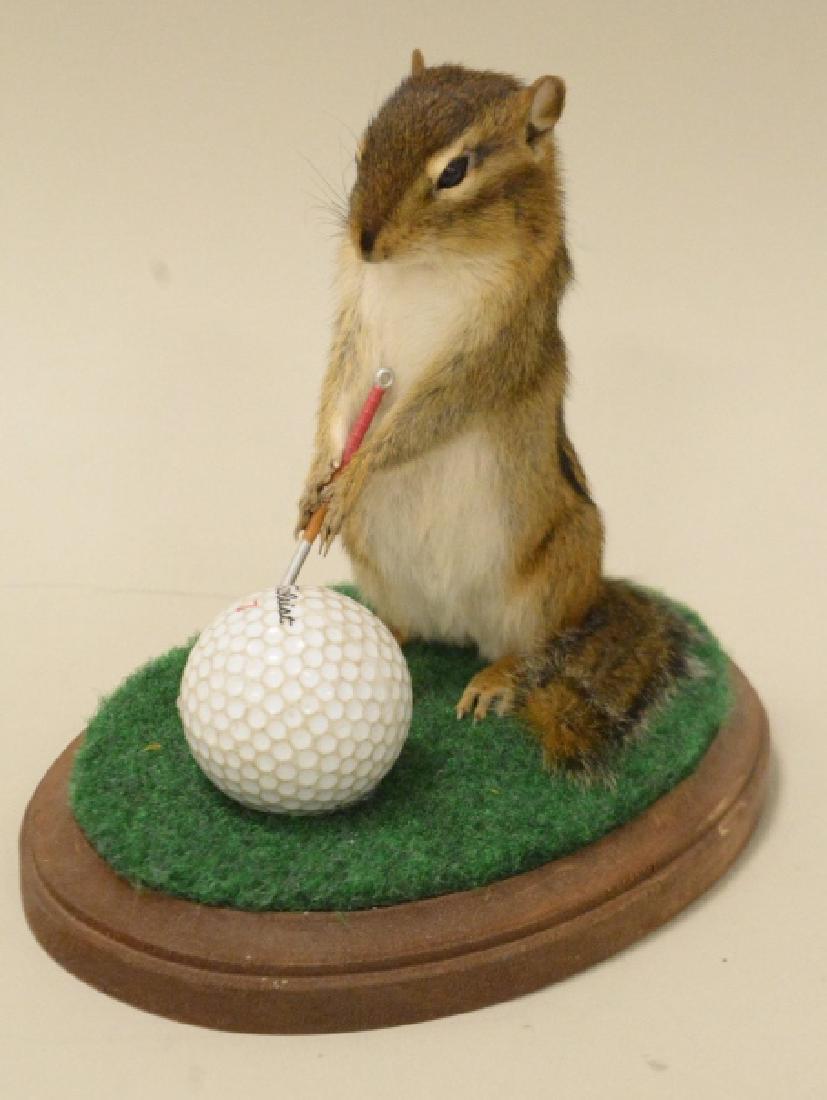 Full Body Golfing Chipmunk Mount: Very nice full body golfing chipmunk taxidermy mount on wood display. Displays very well with miniature golf club and full size golf ball. Measures approximately overall 6" tall by 7" across.
