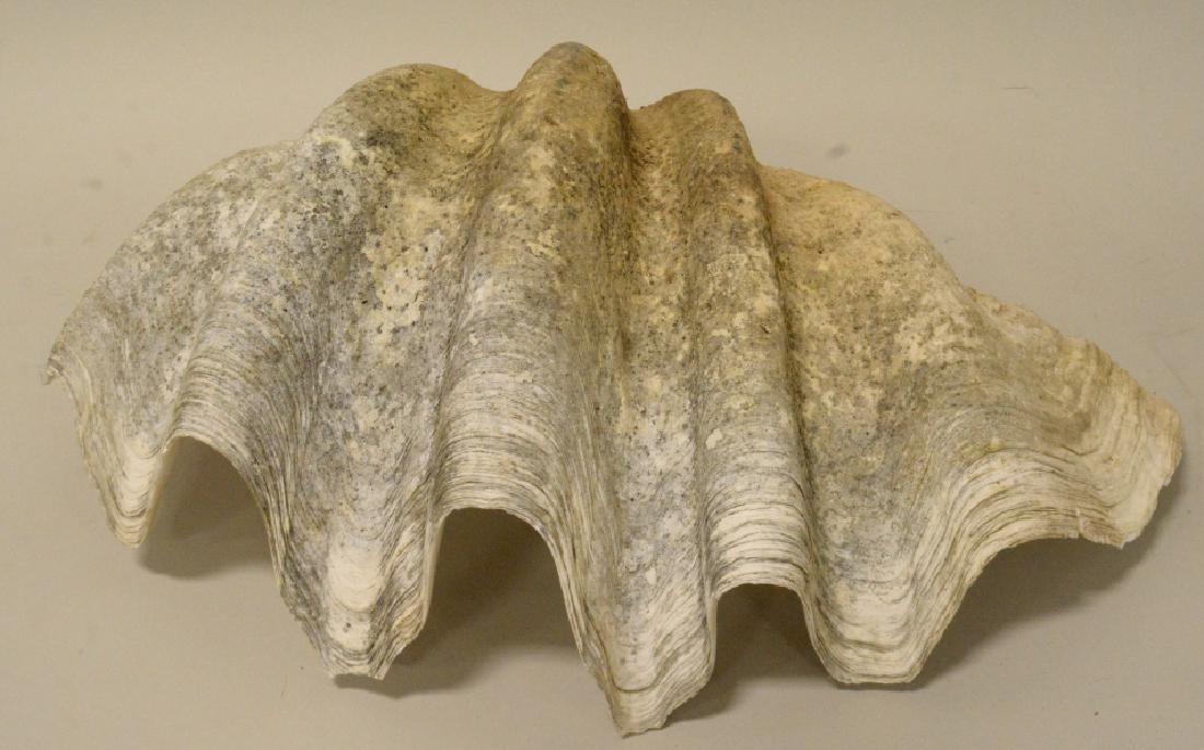 Giant Clam: Partial authentic giant clam half . Believed to have been found in Papua New Guiniea in the 1940s. Measures approximately 24" across by 13 1/2" deep by 10" tall.