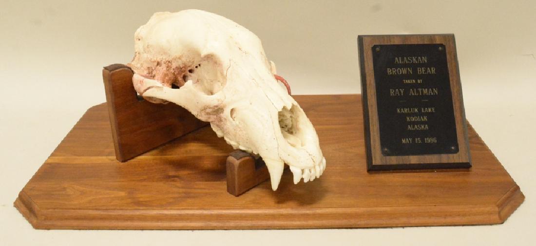 Alaskan Brown Bear Skull Mount: Very nice partial Alaskan bear skull nicely mounted to custom wood display base with history plaque. Displays well. Display approximately 24" long by 14" deep by 7 1/2" tall..