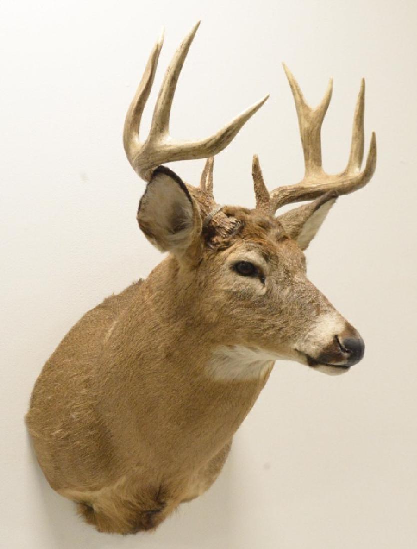 9-Point Whitetail Deer Shoulder Mount: Very nice 9-Point Whitetail Deer shoulder mount. The longest tine measures 6.5" long. The mount measures 17 1/2" across at the antlers and overall 34 1/4" tall.