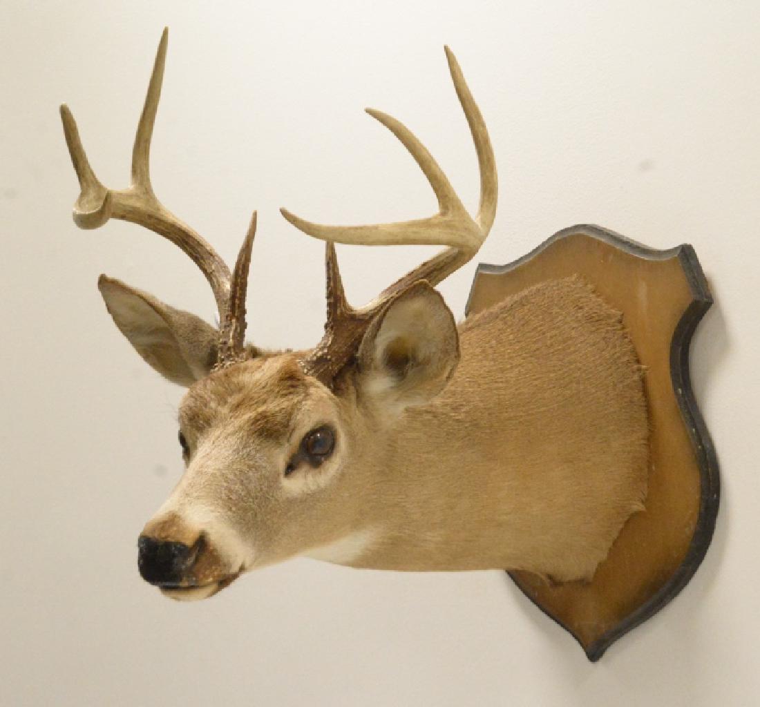 8-Point Whitetail Deer Shoulder Mount: Very nice 8-Point Whitetail Deer shoulder mount on wood plaque. The longest tine measures 6 1/4" long. The mount measures 15" across at the antlers and overall 26" tall.