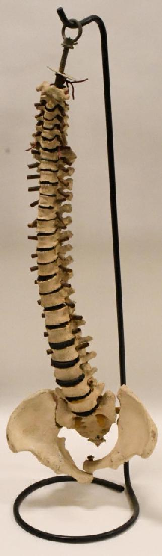 Vintage Anatomical Spine Skeleton Medical Display (1 of 6)