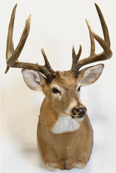 14-Point White Tail Deer Shoulder Mount (1 of 3)